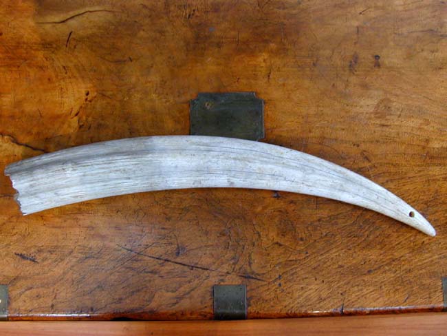 A 19th Century Unpolished Natural Ivory Walrus Tusk Measuring 22"