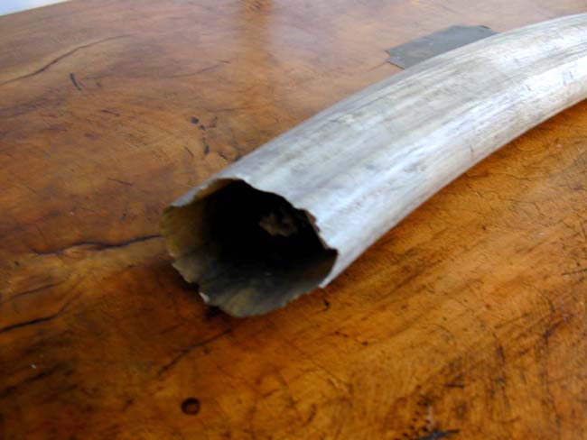 A 19th Century Unpolished Natural Ivory Walrus Tusk Measuring 22" — image 2