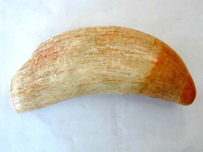 A Beautiful 8" Long 19th Century Sperm Whale's Tooth Weighing 2 Pounds