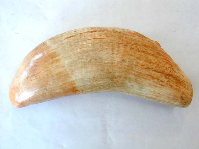 A Beautiful 8" Long 19th Century Sperm Whale's Tooth Weighing 2 Pounds — image 2
