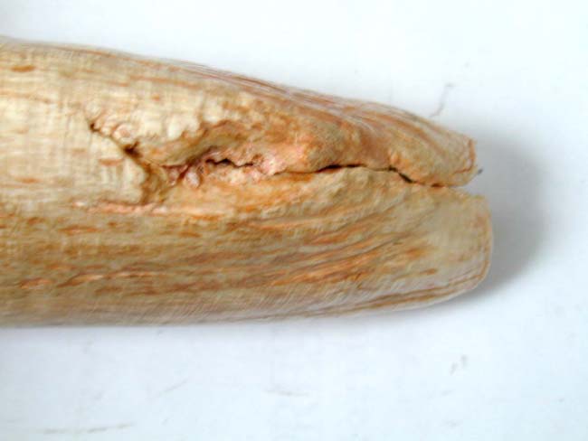 A Beautiful 8" Long 19th Century Sperm Whale's Tooth Weighing 2 Pounds — image 3