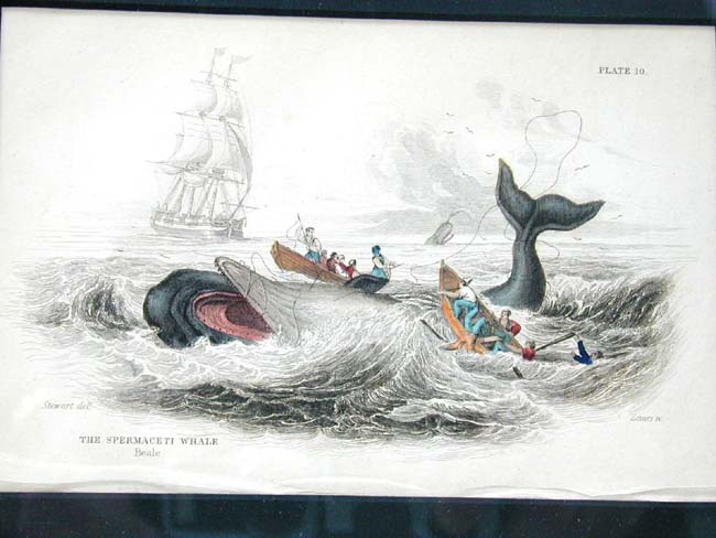 A Fine Set of Four 19th Century Hand Colored Whaling Prints published by W.H. Lizars, Edinburgh, 1837
