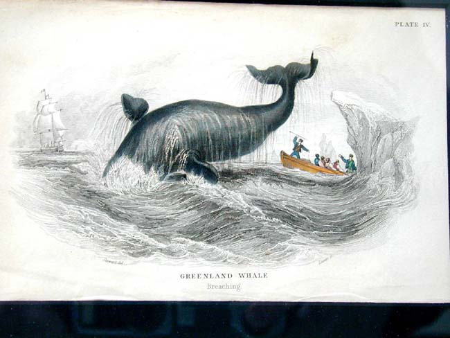 A Fine Set of Four 19th Century Hand Colored Whaling Prints published by W.H. Lizars, Edinburgh, 1837 — image 3