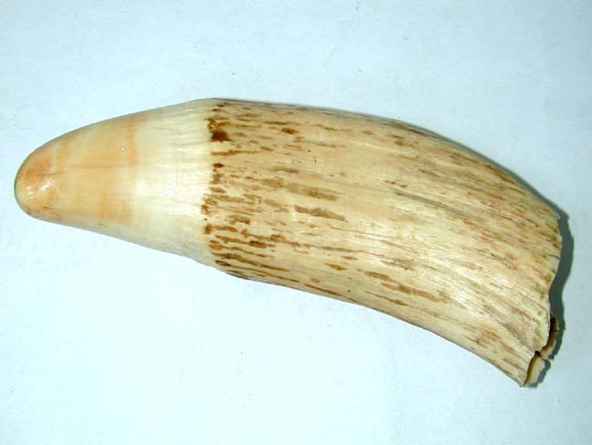 A Large 19th century Bull Sperm Whale's Tooth Measuring 8 5/8" and Weighing 2 Pounds