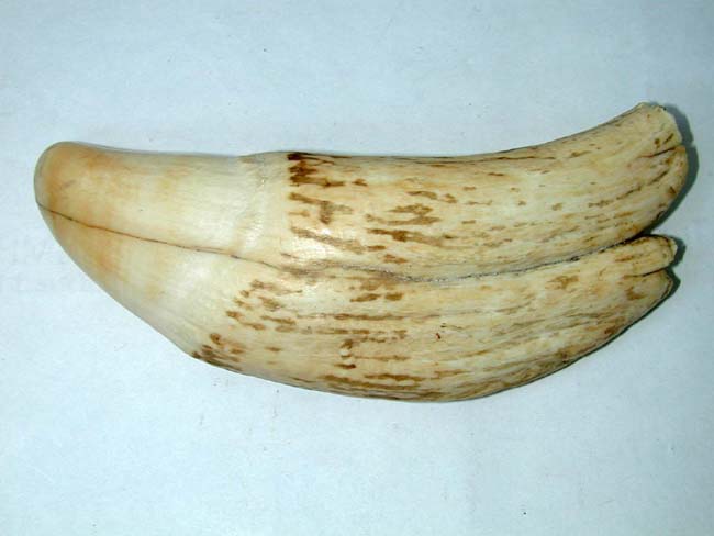 A Large 19th century Bull Sperm Whale's Tooth Measuring 8 5/8" and Weighing 2 Pounds — image 2
