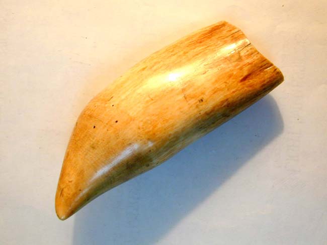 A Wonderful Large 19th century Sperm Whale's Tooth 8 1/4" Long and Weighing 2 pounds 2.8 ounces
