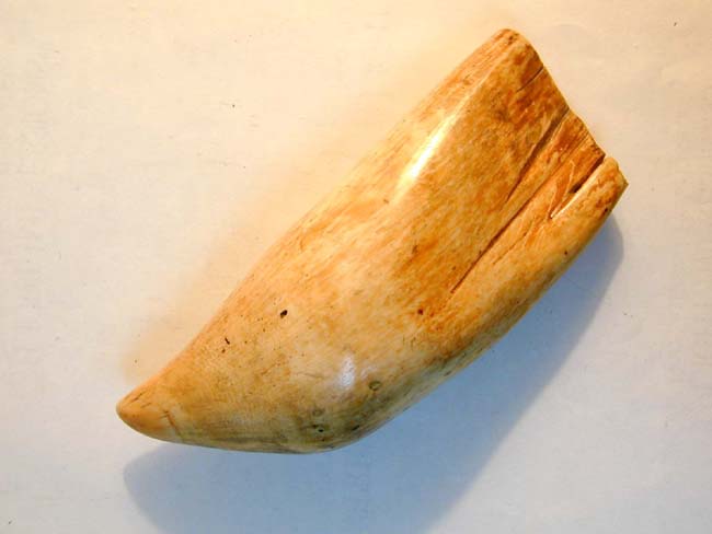 A Wonderful Large 19th century Sperm Whale's Tooth 8 1/4" Long and Weighing 2 pounds 2.8 ounces — image 2
