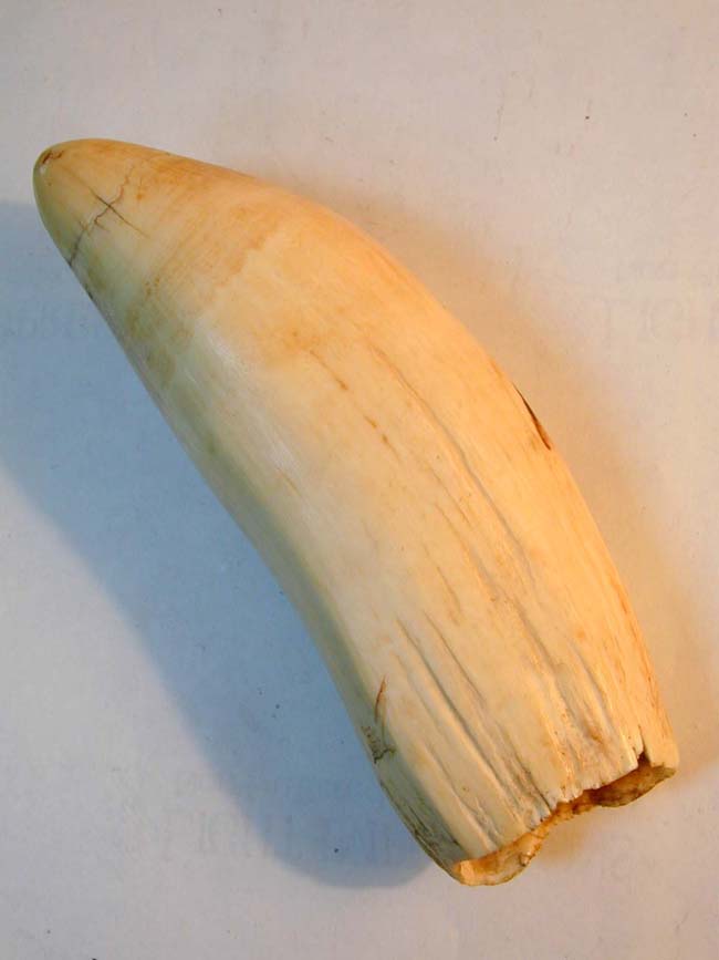 A Large 19th century Scrimshawed Whale's Tooth 8 3/8" Long Weighing 1 pound 15 1/2 ounces — image 5