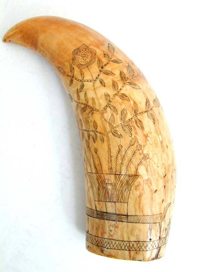 A Fine 19th Century American Scrimshawed Whale's Tooth With Wonderful Eagle and Shield circa 1850 — image 2