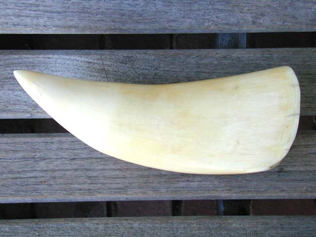 A 19th century Polished Sperm Whale's Tooth Measuring 8 3/8" and Weighing just under 1 1/2 Pounds
