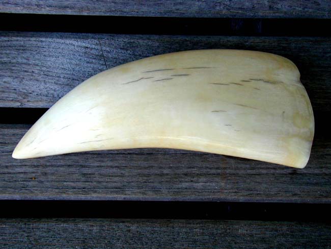 A 19th century Polished Sperm Whale's Tooth Measuring 8 3/8" and Weighing just under 1 1/2 Pounds — image 2