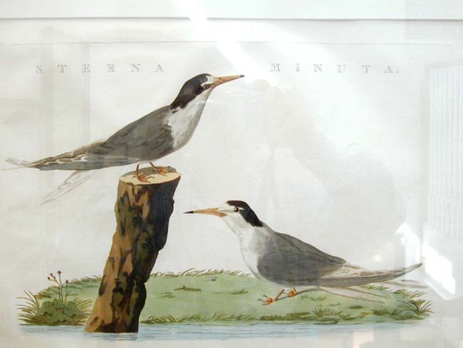 A Pair of Shore Birds (STERNA MINUTA) Engraved by Cornelius Nozeman circa 1800 in Modern Shellwork Frame — image 2