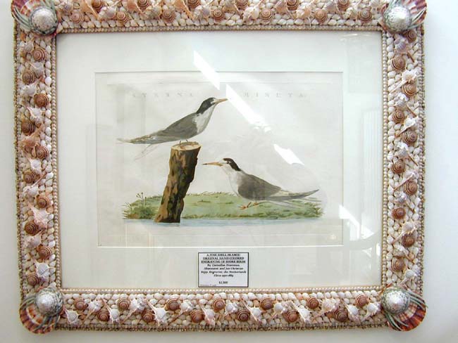 A Pair of Shore Birds (STERNA MINUTA) Engraved by Cornelius Nozeman circa 1800 in Modern Shellwork Frame