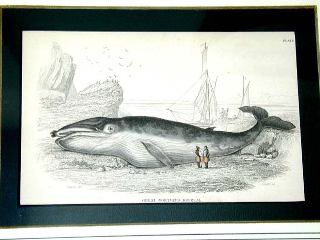 A Fine Set of Four Original Hand Colored Whaling Prints Published by W. Lizars of Edinburg in 1837 — image 2