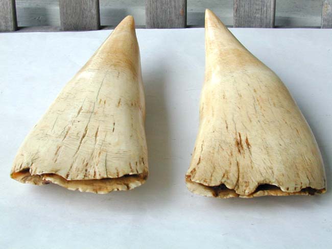 An Outstanding Large Pair of 19th Century Sperm Whale Teeth — image 3