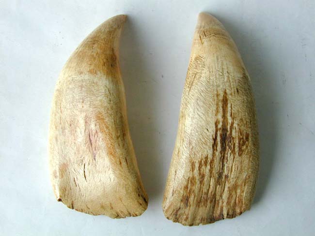 An Outstanding Large Pair of 19th Century Sperm Whale Teeth — image 2