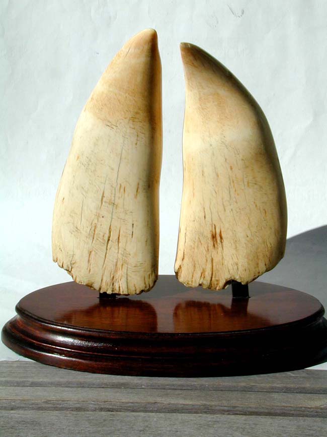 An Outstanding Large Pair of 19th Century Sperm Whale Teeth