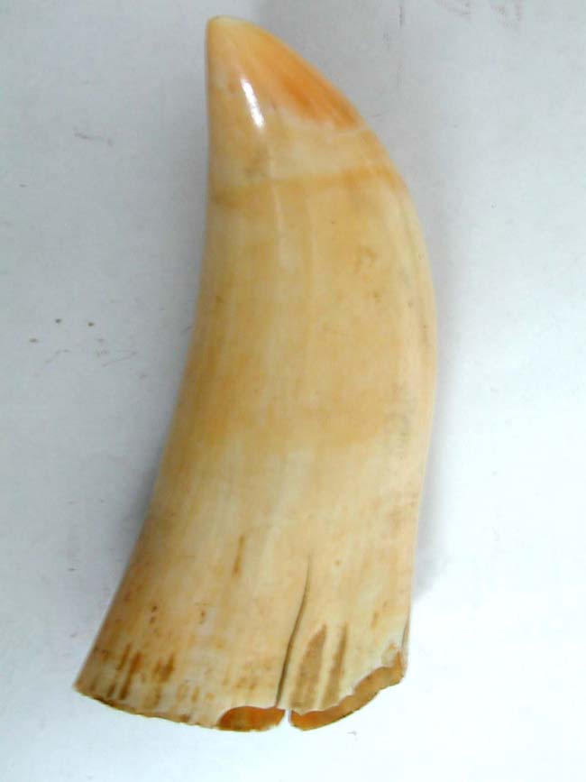 A Highly Detailed 19th century Scrimshawed Whale's Tooth circa 1840-1850 — image 2