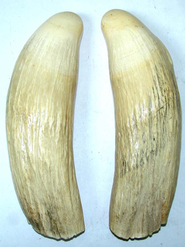 A Large Matched Pair of 19th Century Sperm Whale Teeth