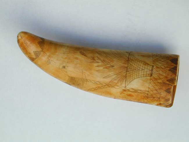 A 19th century Scrimshawed Whale's Tooth