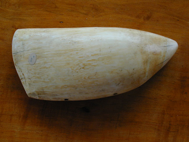 Fine and Large 19th Century Scrimshawed Whale's Tooth Circa 1830 — image 3