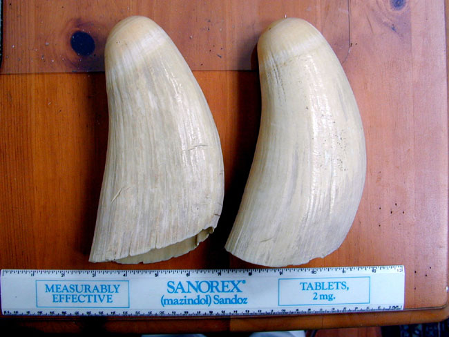 Large and Fine Pair of 19th Century Bull Sperm Whale's Teeth