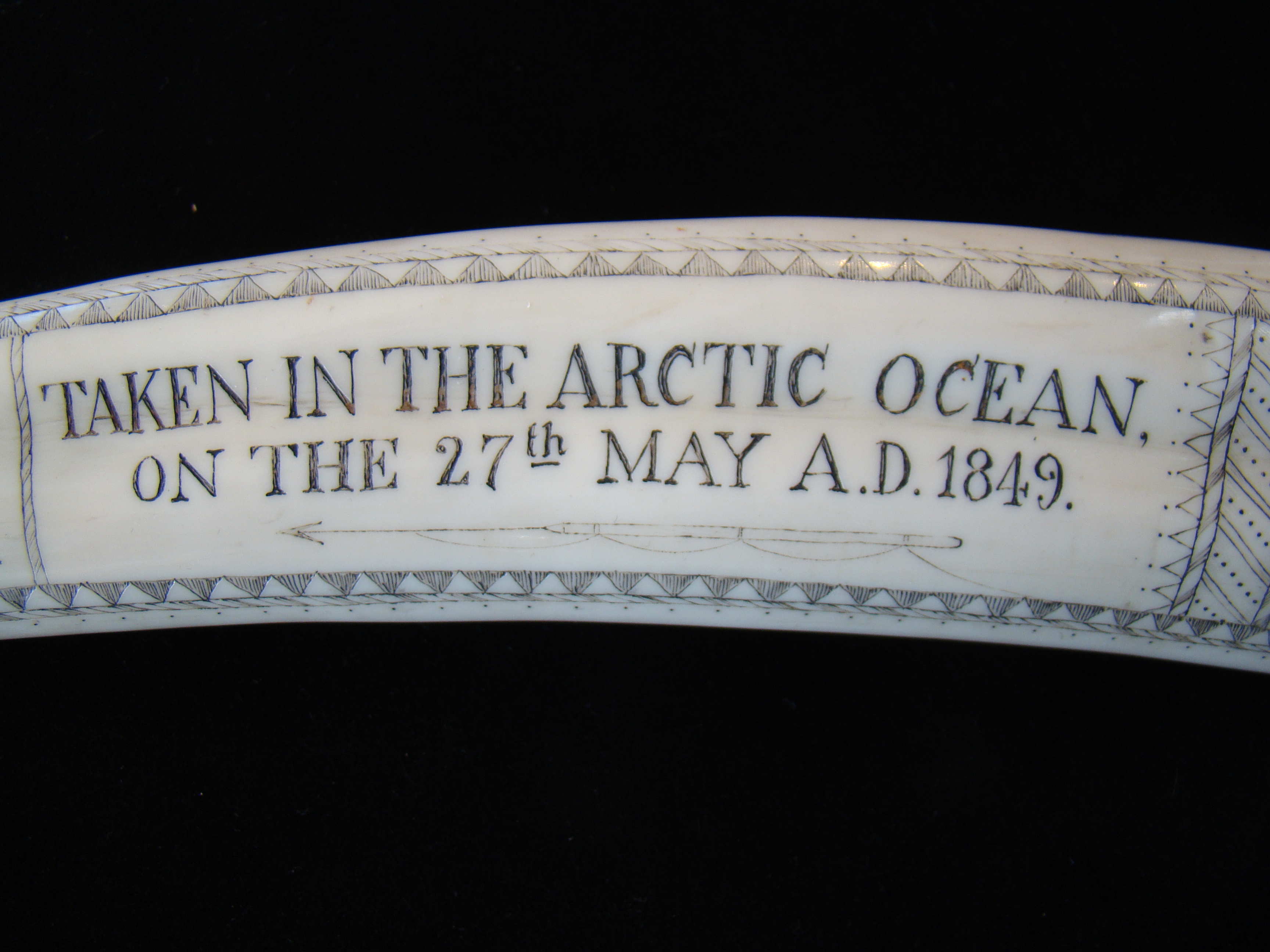A scrimshawed walrus tusk with silver end cap — image 3