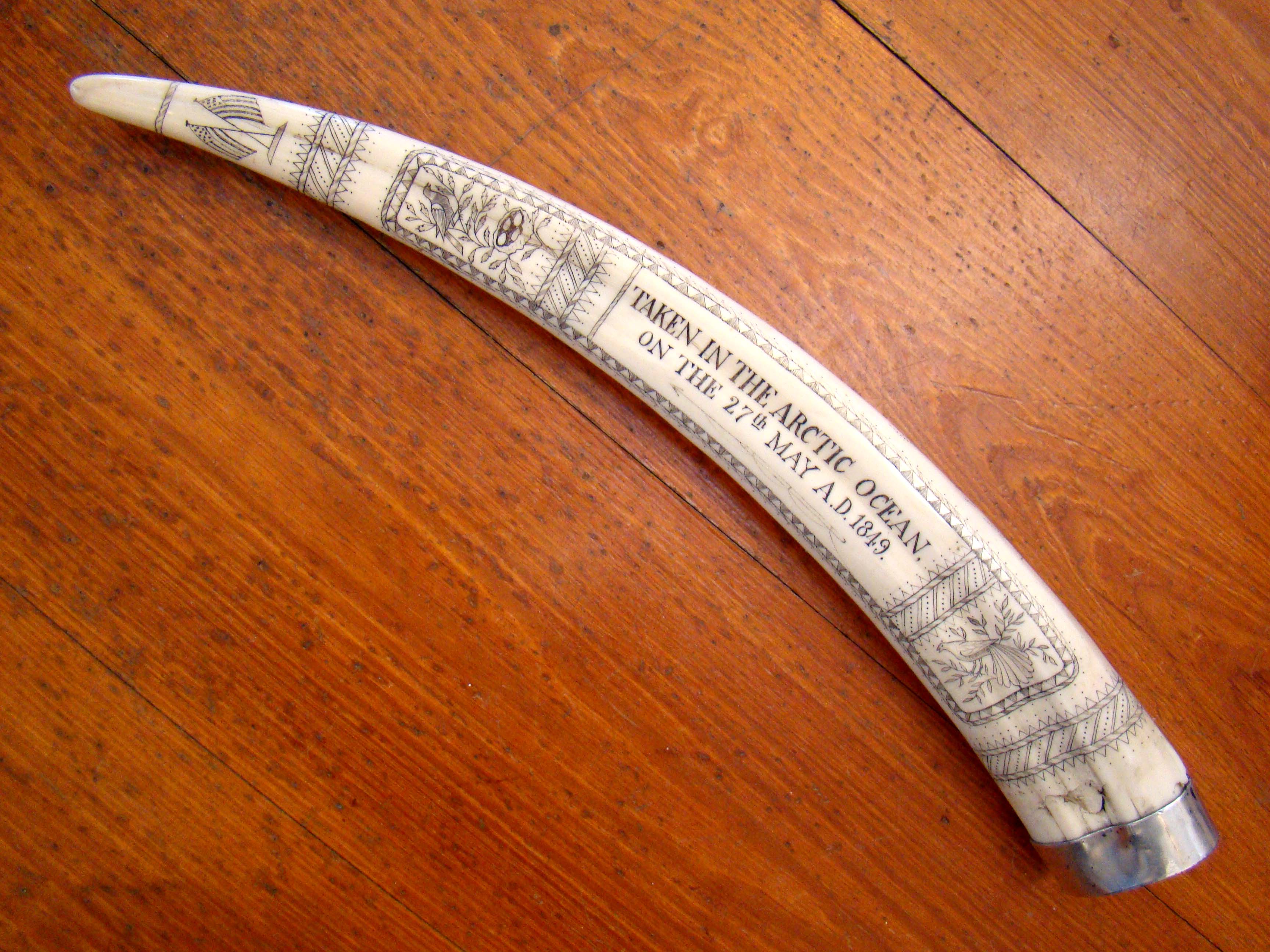 A scrimshawed walrus tusk with silver end cap
