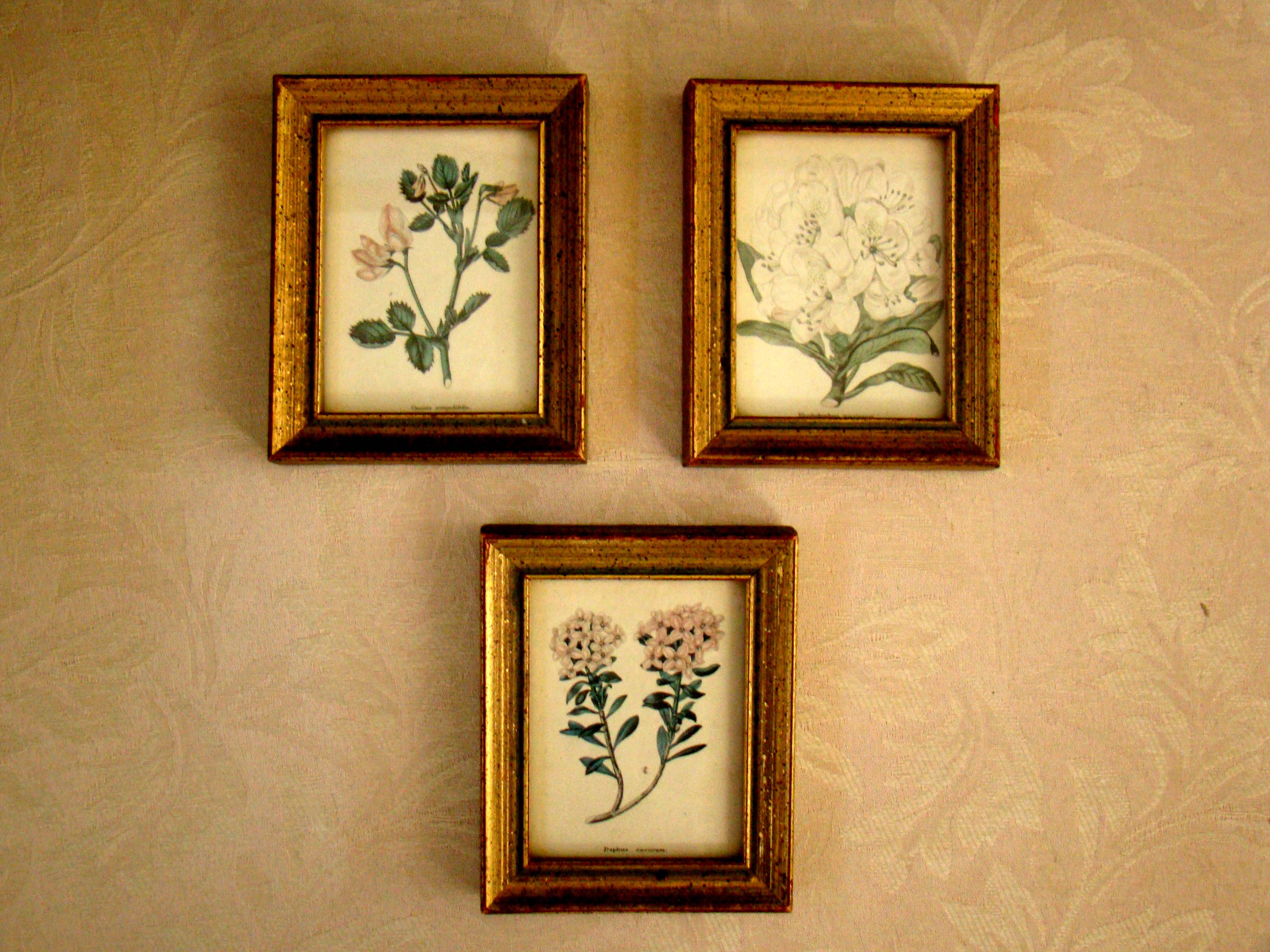 A group of three early 19th century Botanical Illustrations by Benjamin Maund published in 1825