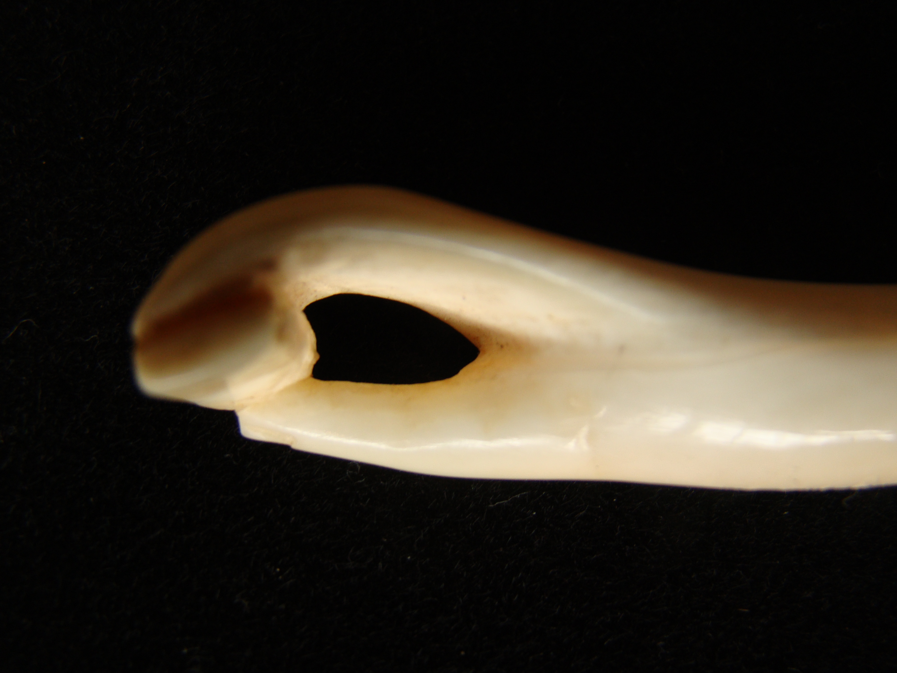A sailor -carved whale ivory bodkin depicting a hand holding a small box or book circa 1850 — image 3