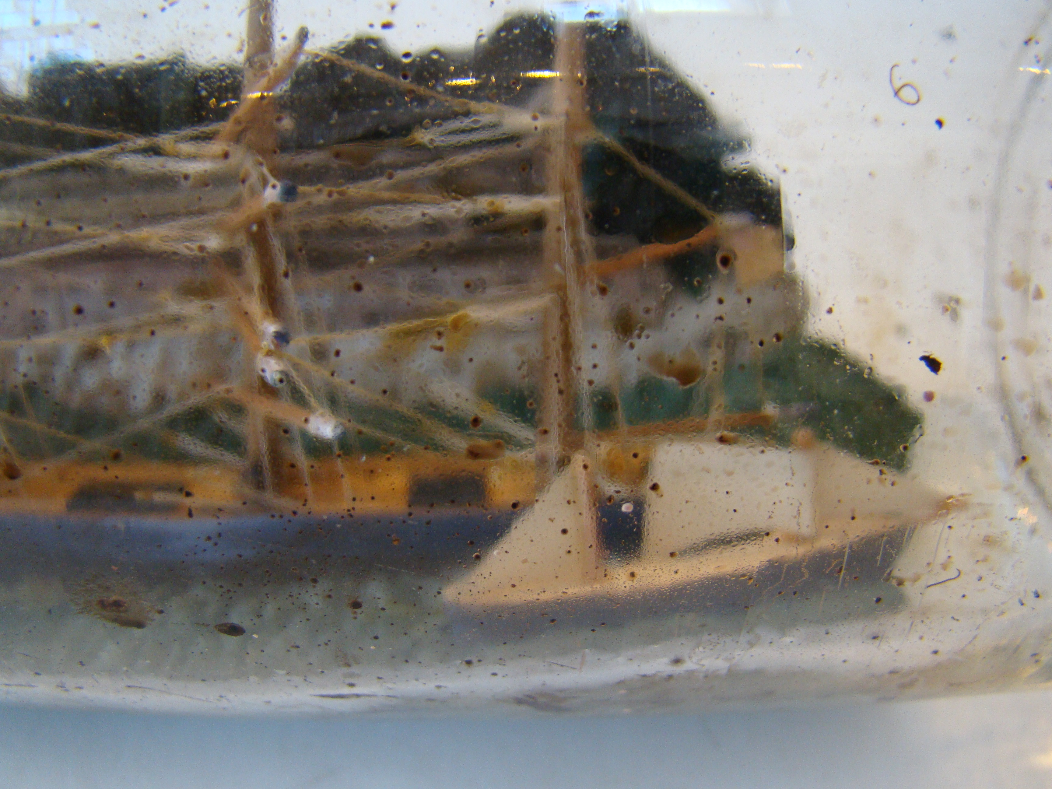 A fine vintage four-masted ship-in-a bottle circa 1910-1920 with two smaller ships in the foreground. — image 4