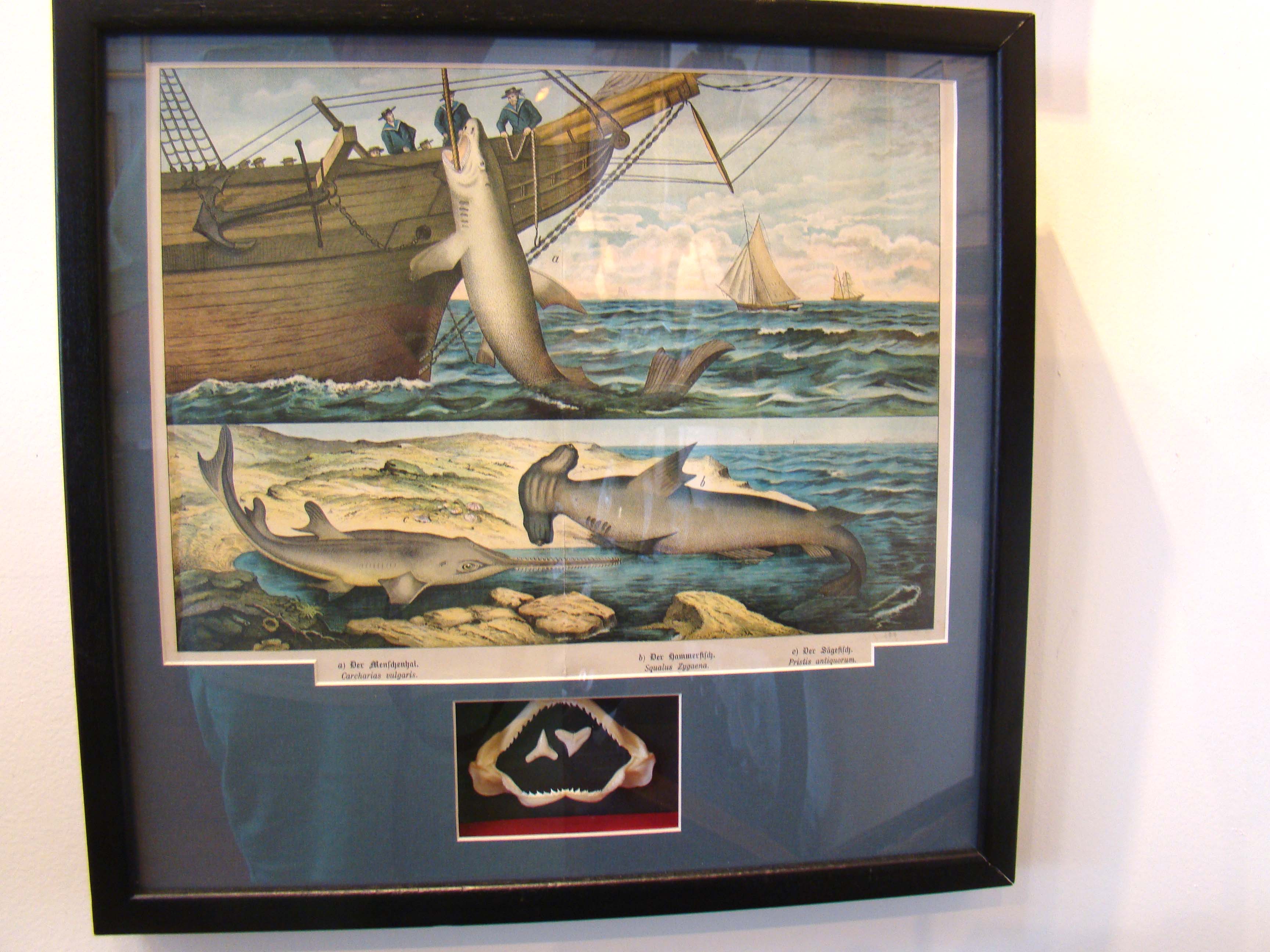 An interesting 19th century lithograph depicting a shark being hauled aboard a ship