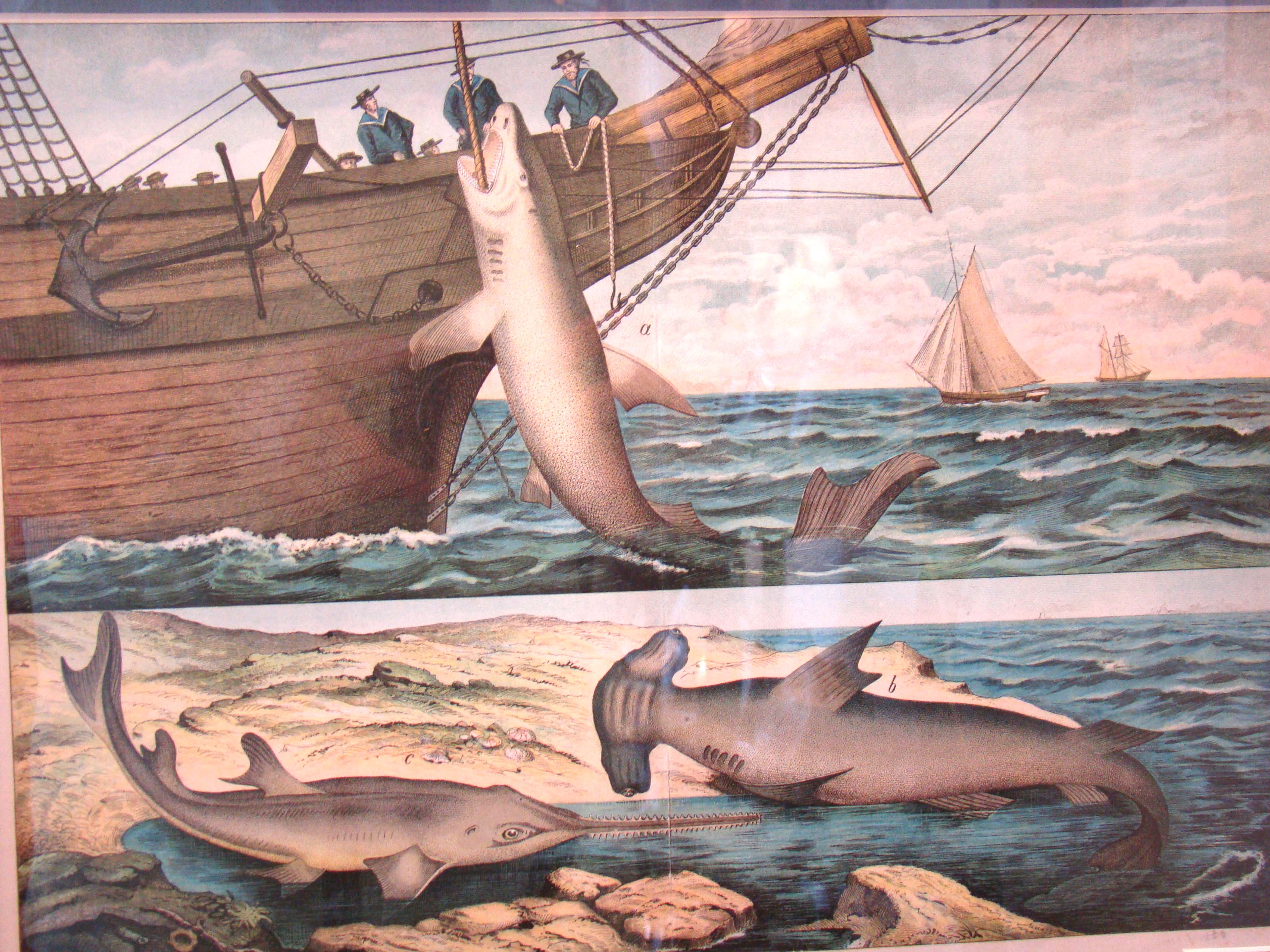 An interesting 19th century lithograph depicting a shark being hauled aboard a ship — image 2
