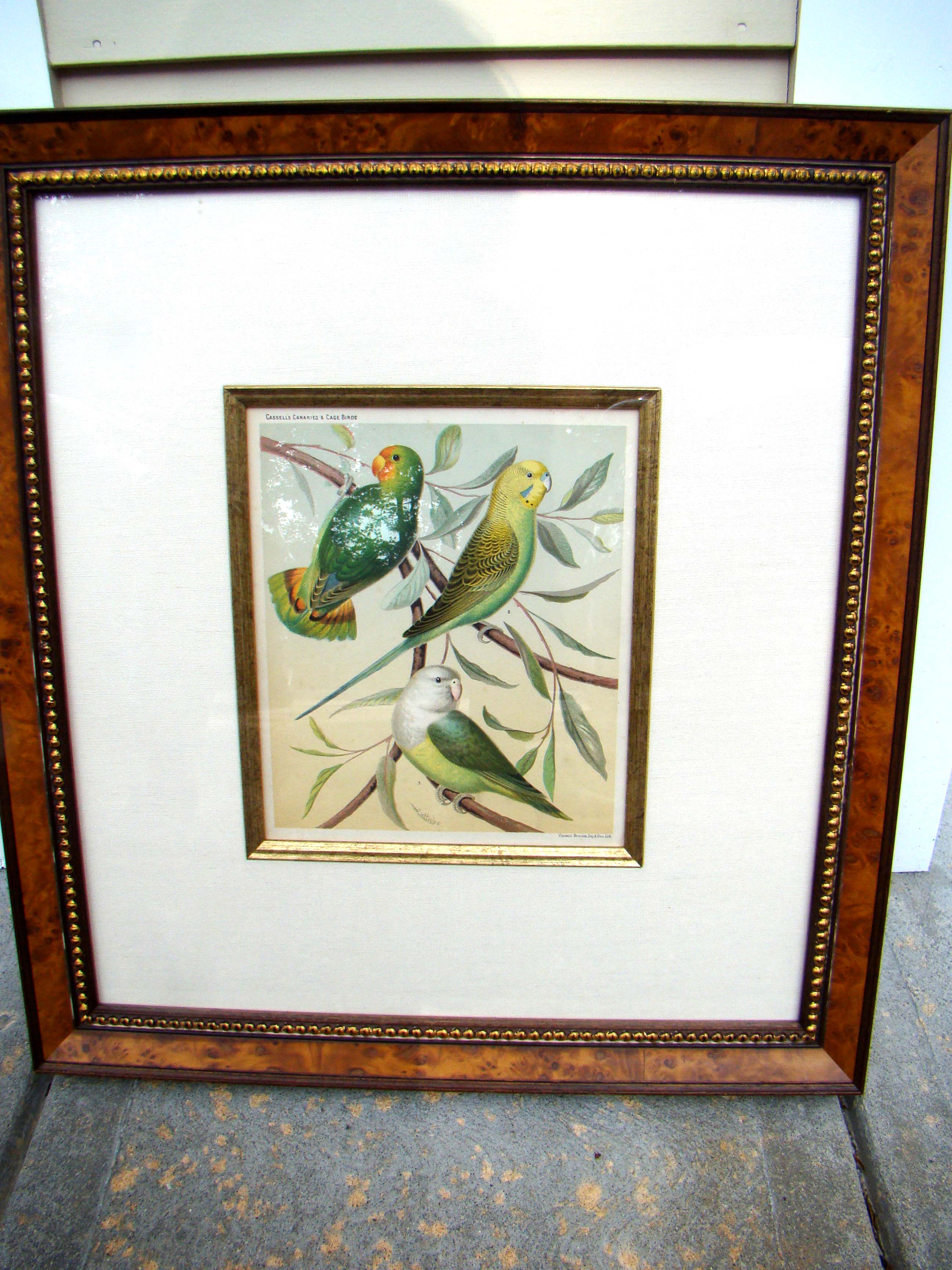 A late 19th century lithograph featuring parakeets published in "Cassell's Canaries & Cage Birds" — image 2