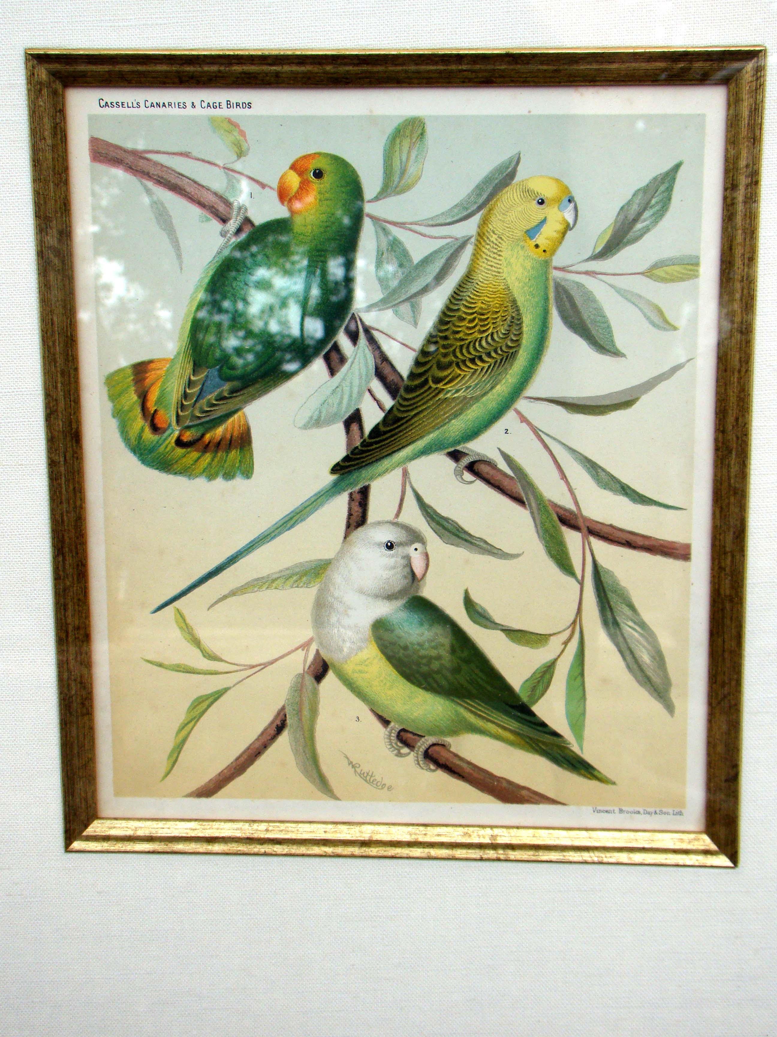 A late 19th century lithograph featuring parakeets published in "Cassell's Canaries & Cage Birds"