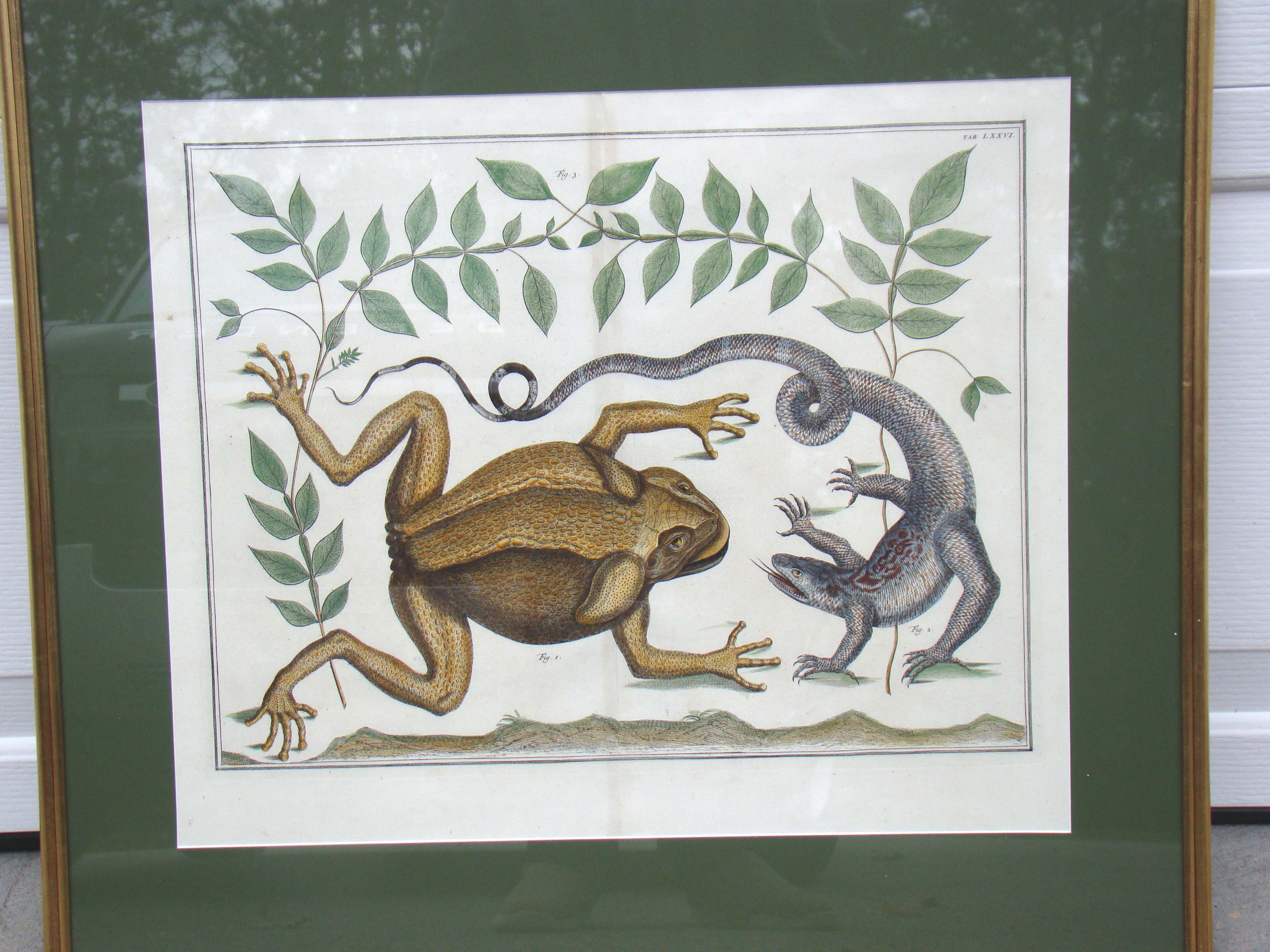 An early 18th century print featuring a frog and a lizard by Albertus Seba (1665-1731) — image 3