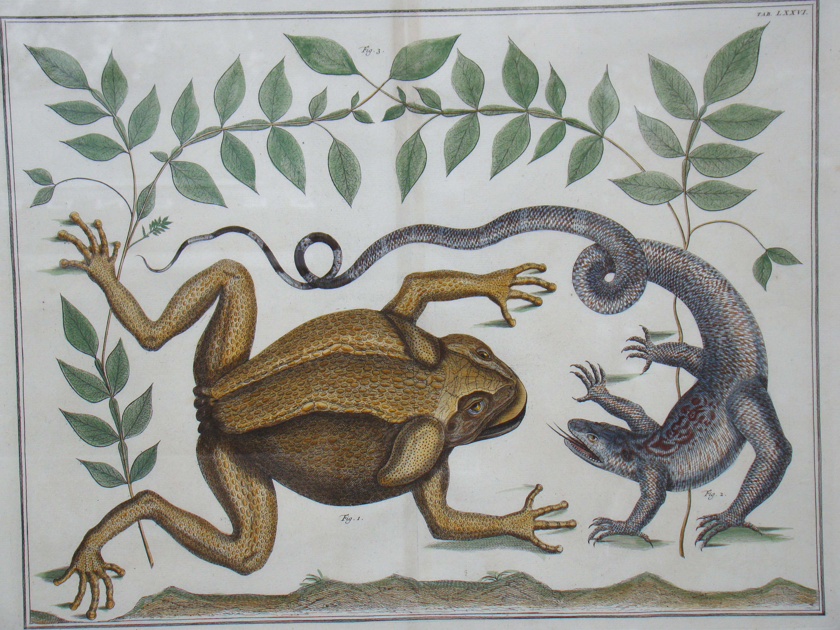 An early 18th century print featuring a frog and a lizard by Albertus Seba (1665-1731) — image 2