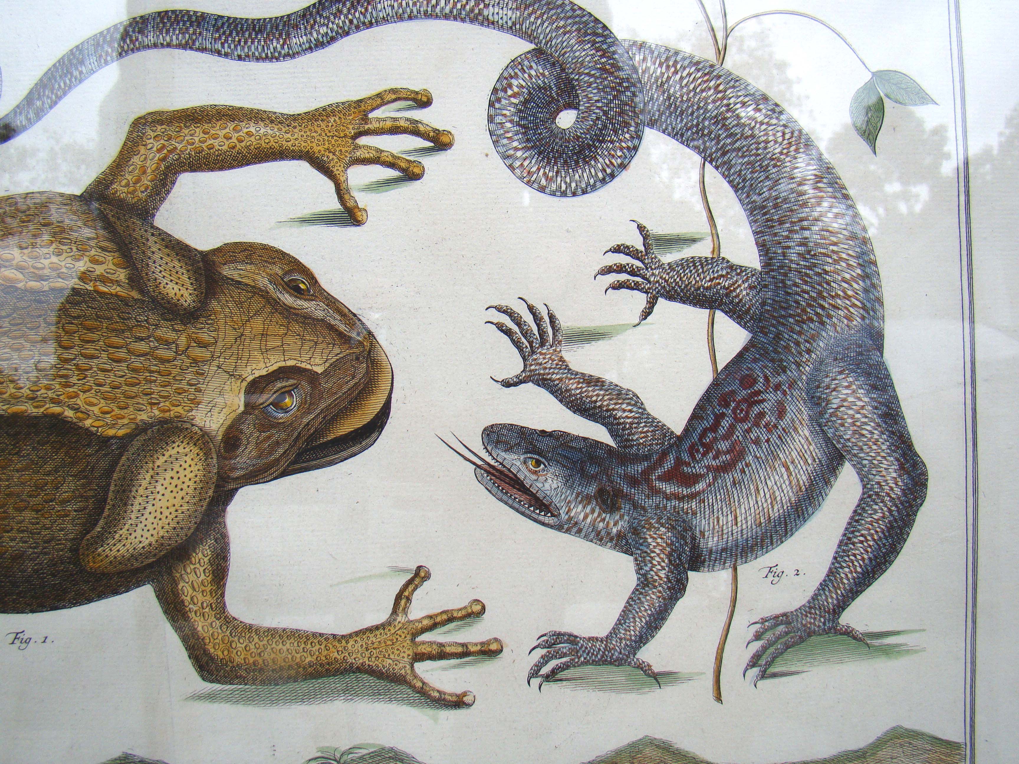 An early 18th century print featuring a frog and a lizard by Albertus Seba (1665-1731)