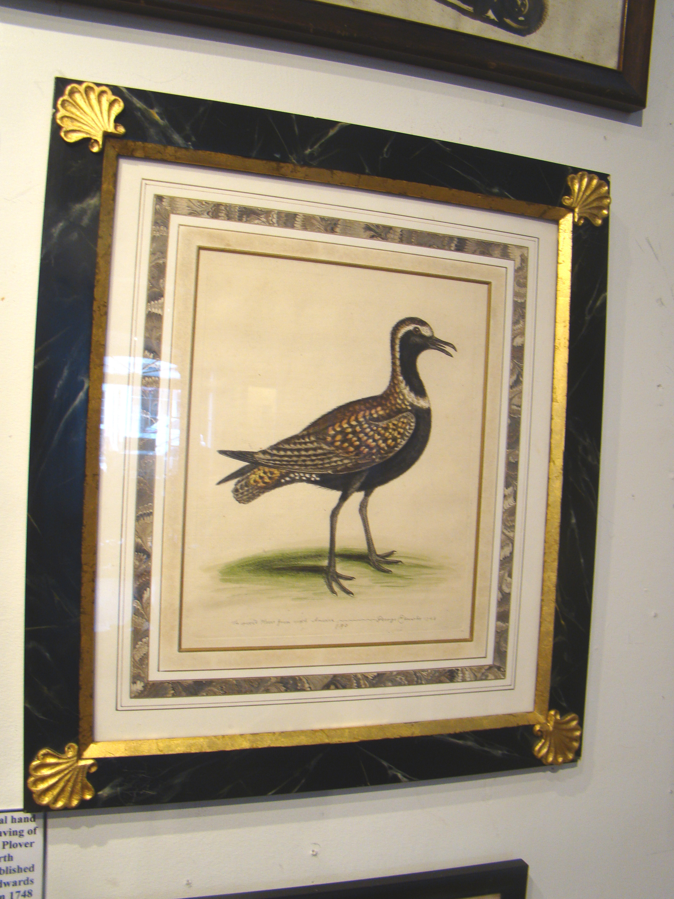 A fine original hand colored engraving of the "Spotted Plover" published by George Edwards in 1748.