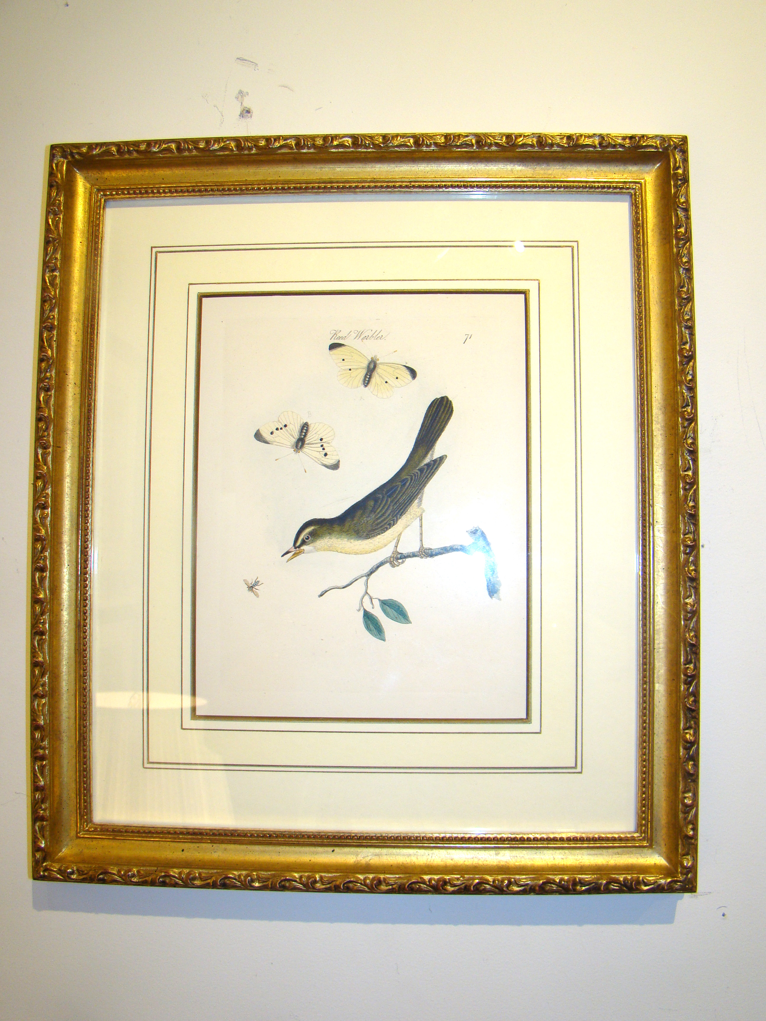 An original hand colored engraving published in 1794 depicting a "Reed Warbler"