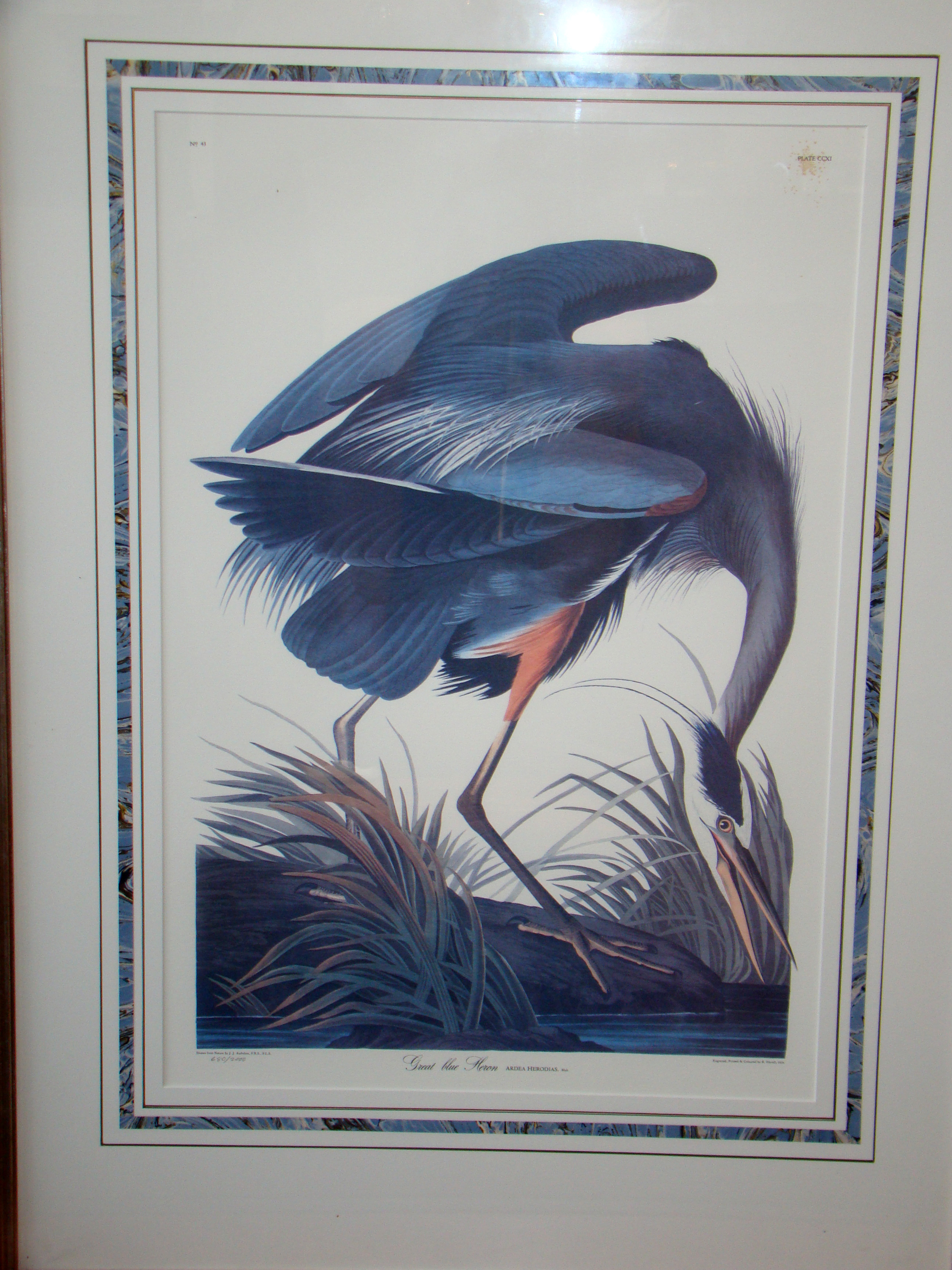 A fine framed reprint of Audabon's GREAT BLUE HEROB, plate 211, taken from his elephant folio of 1835 — image 2