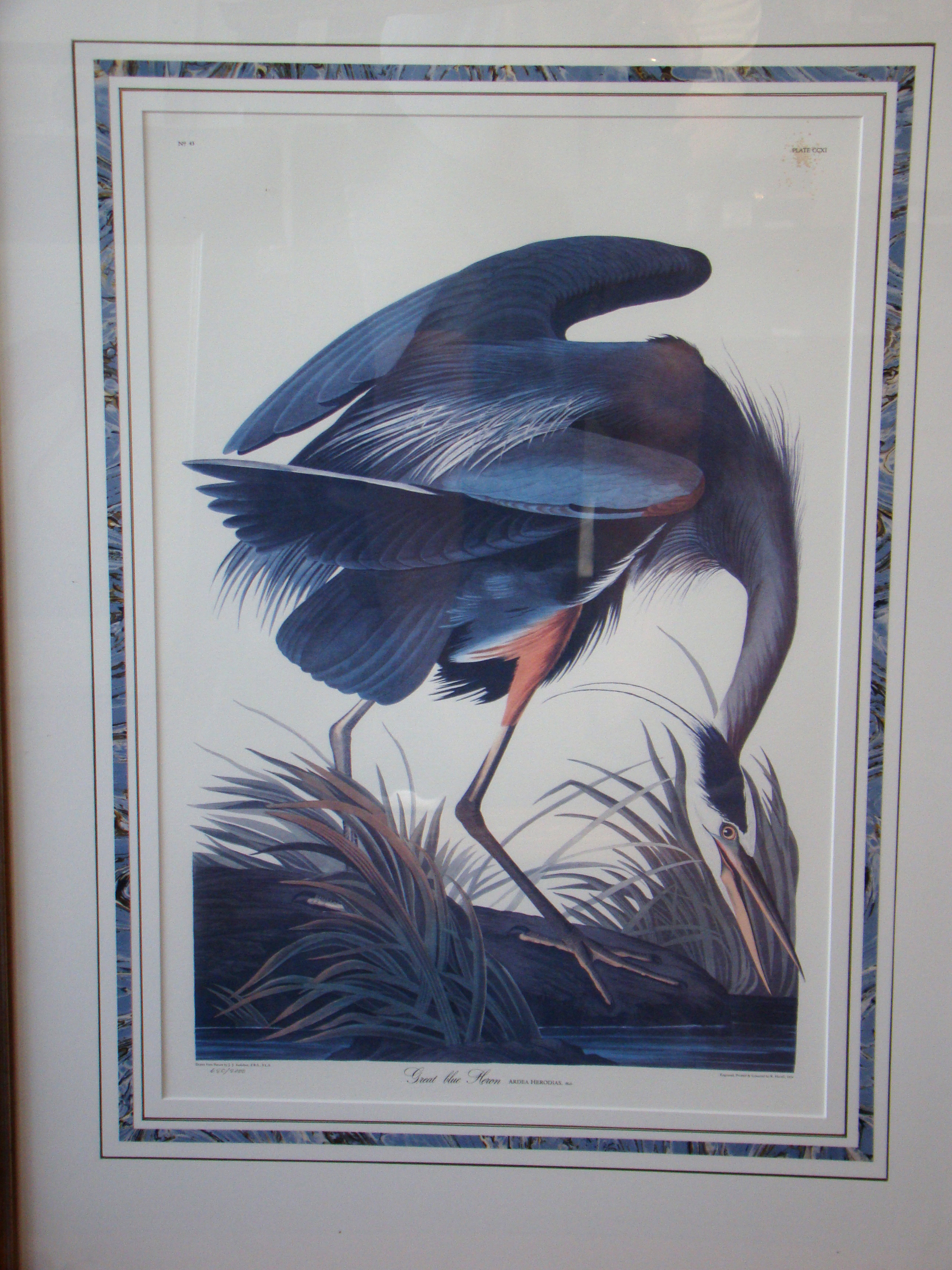 A fine framed reprint of Audabon's GREAT BLUE HEROB, plate 211, taken from his elephant folio of 1835