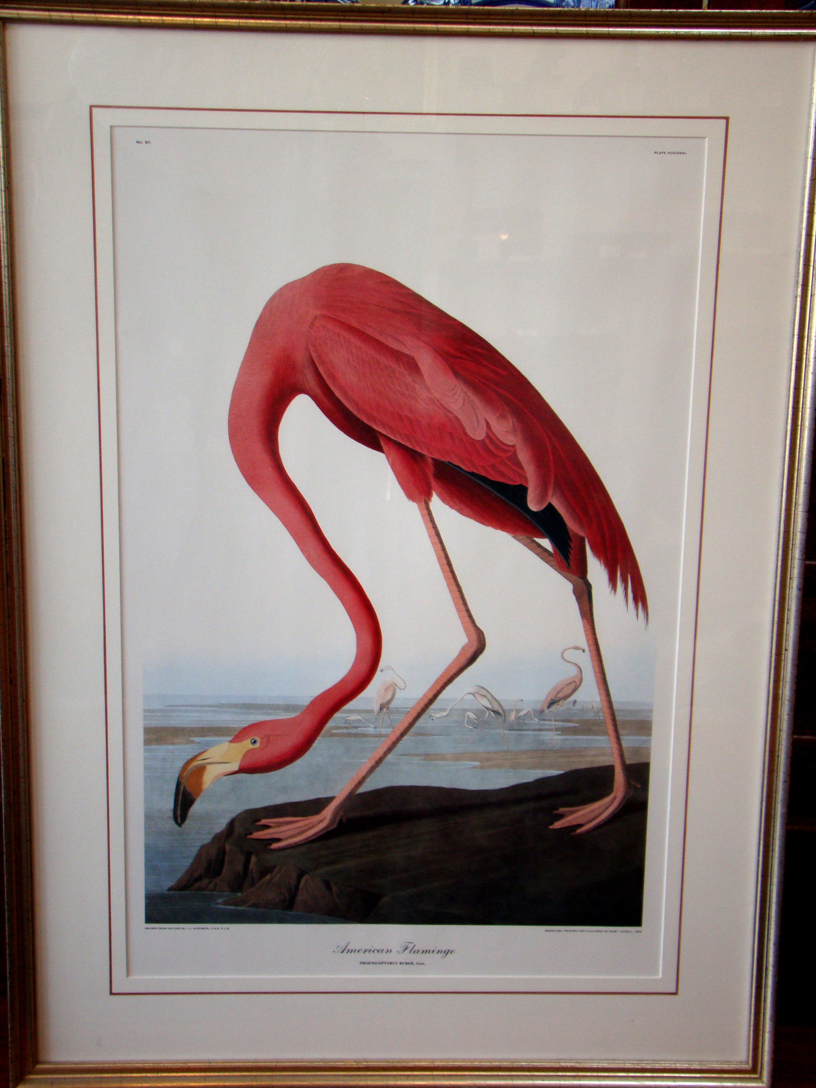 A fine framed reprint of Audabon's FLAMINGO taken from his elephant folio of 1835