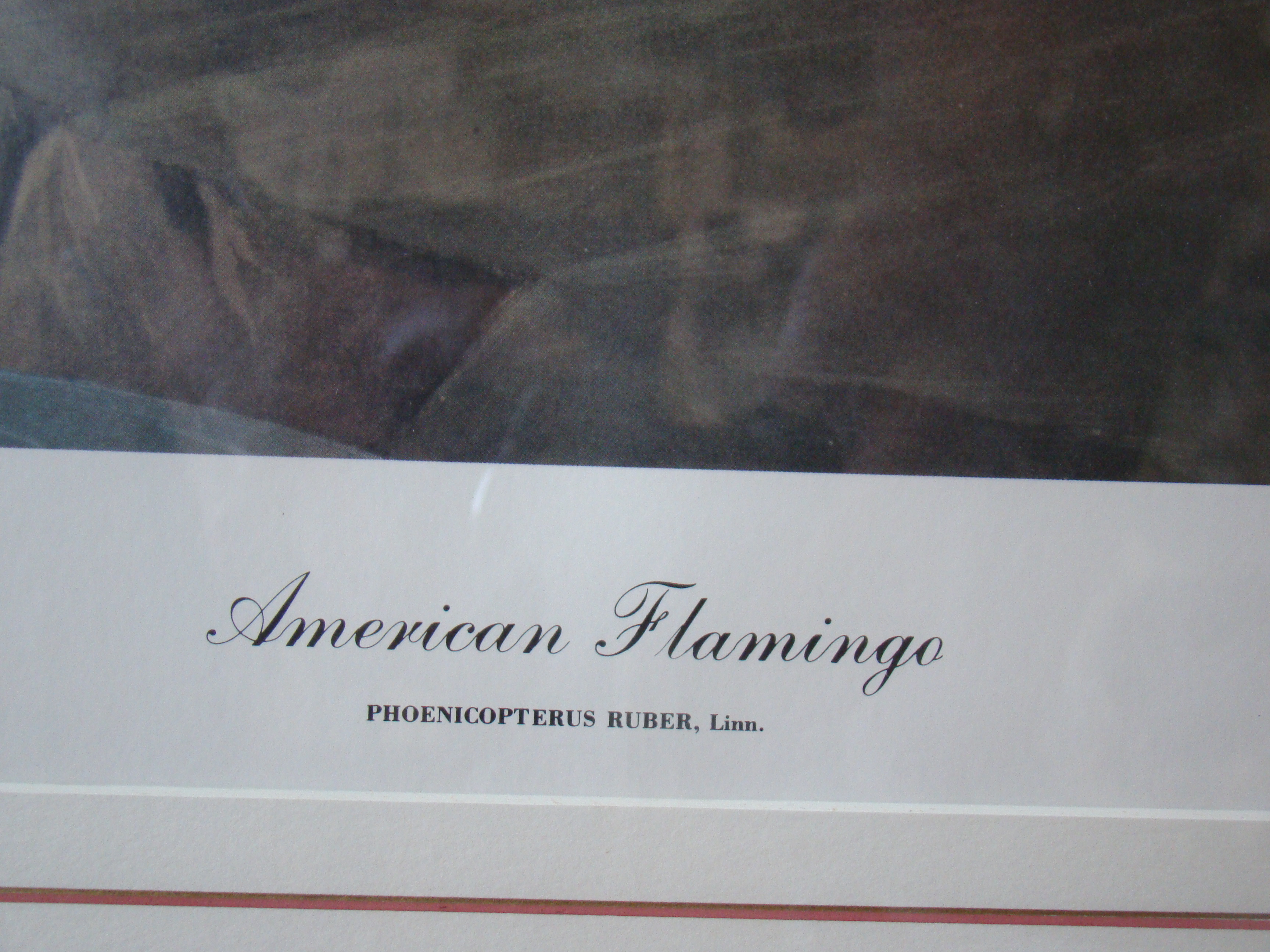 A fine framed reprint of Audabon's FLAMINGO taken from his elephant folio of 1835 — image 2
