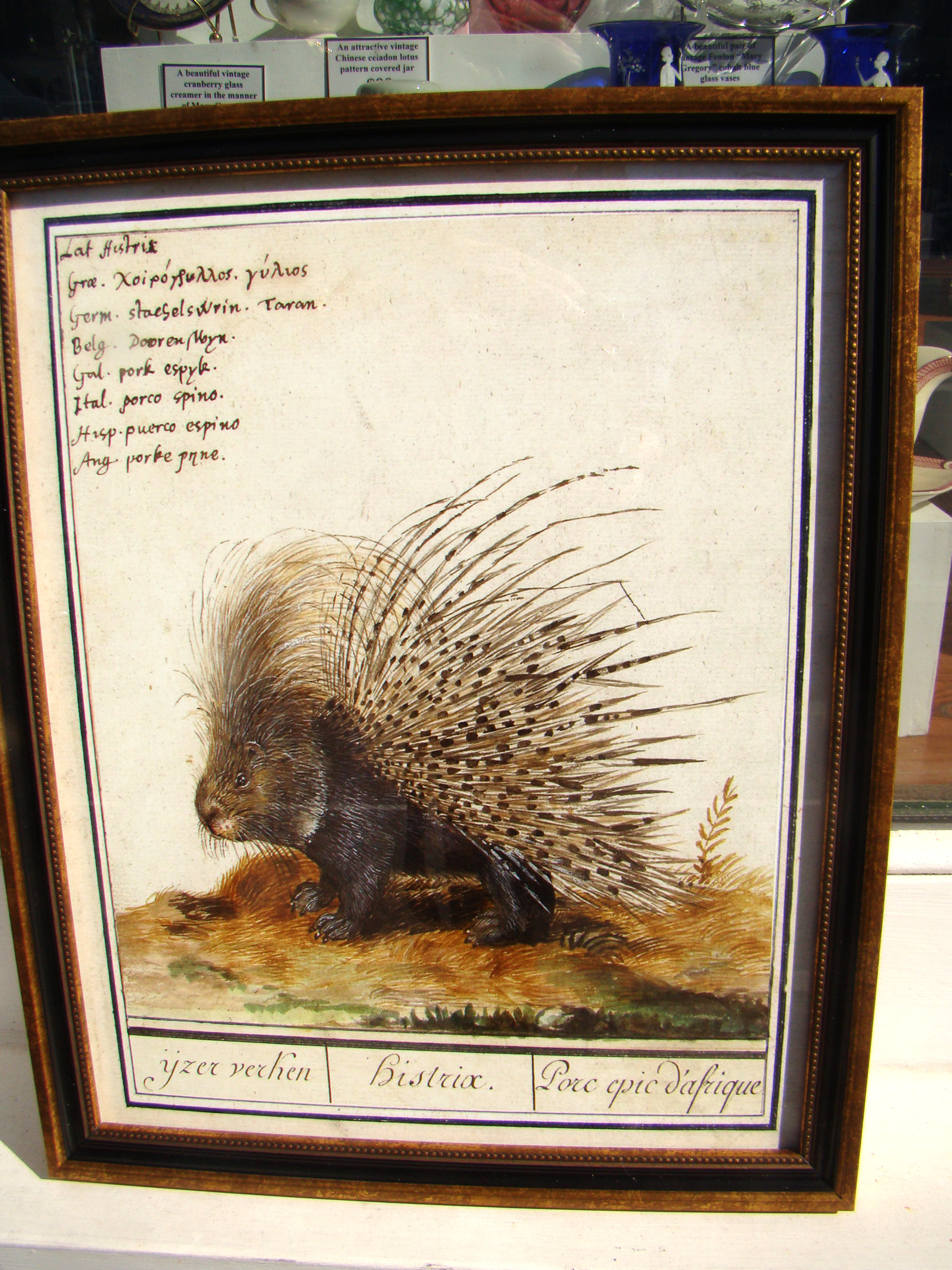 A charming reprint of an early 17th century Dutch painting of a porcupine