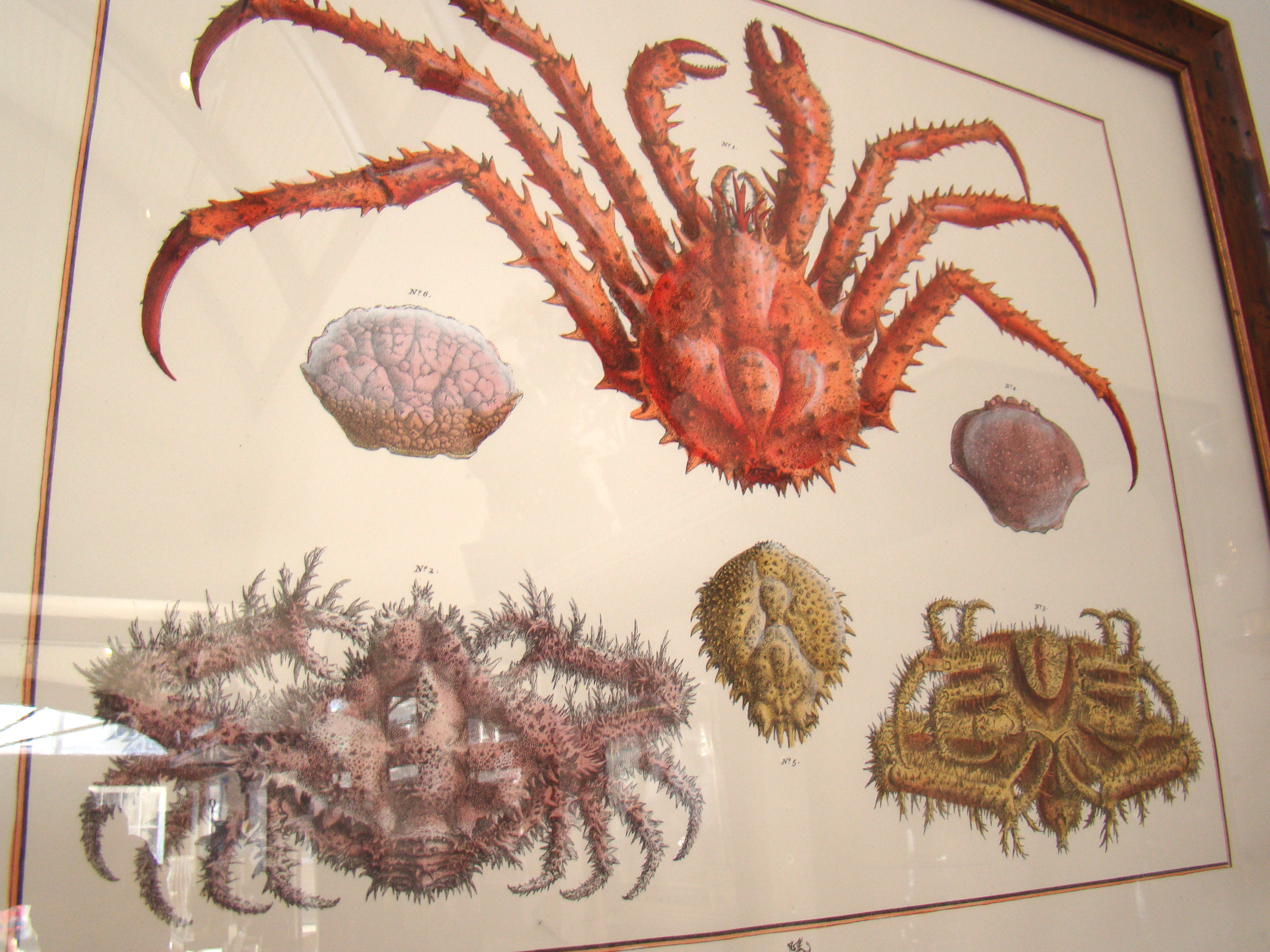 A fine Albertus Seba (1665-1736) print dated 1735 from "The Cabinet of Natural Curiosities" — image 2