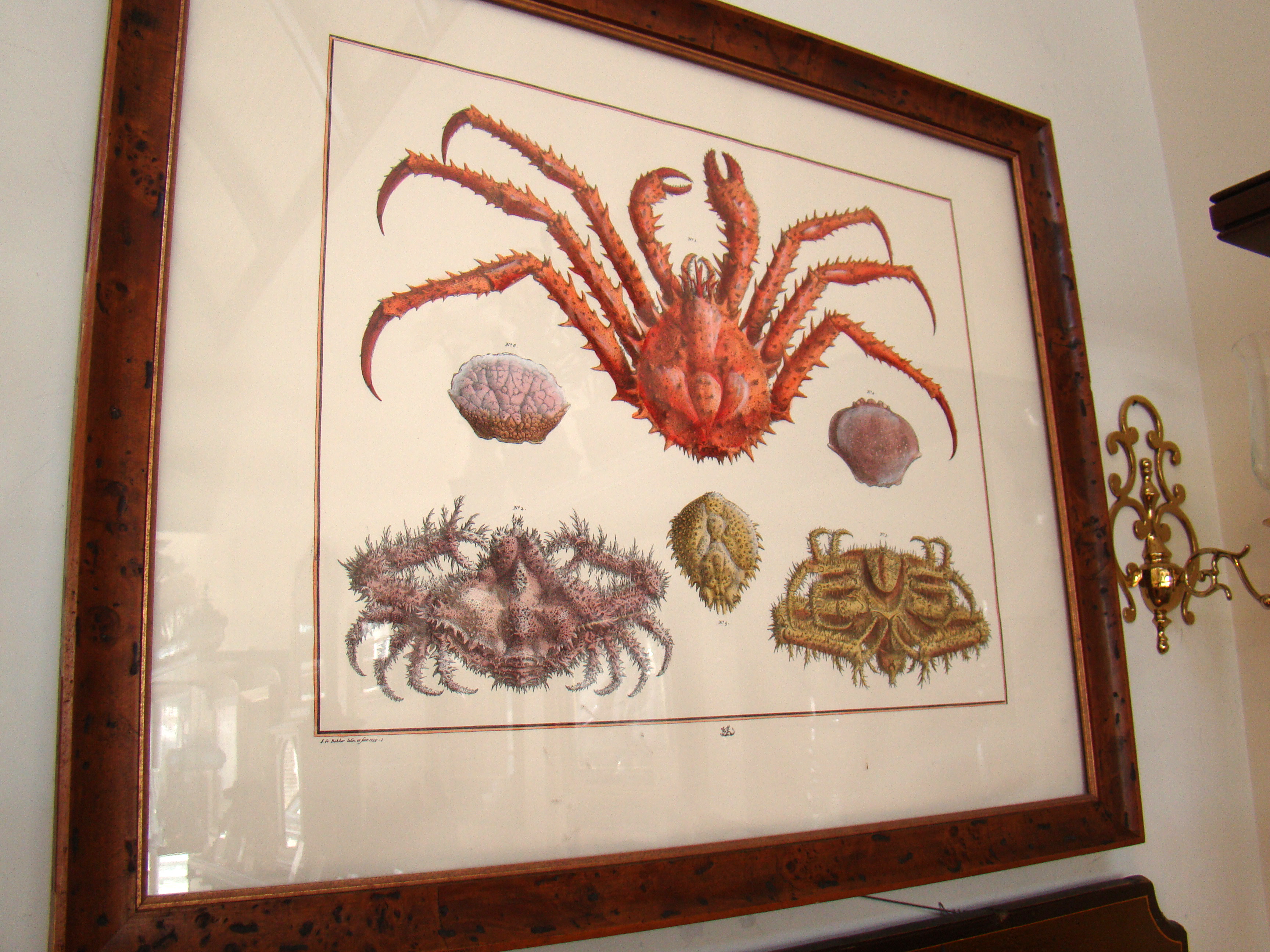 A fine Albertus Seba (1665-1736) print dated 1735 from "The Cabinet of Natural Curiosities"