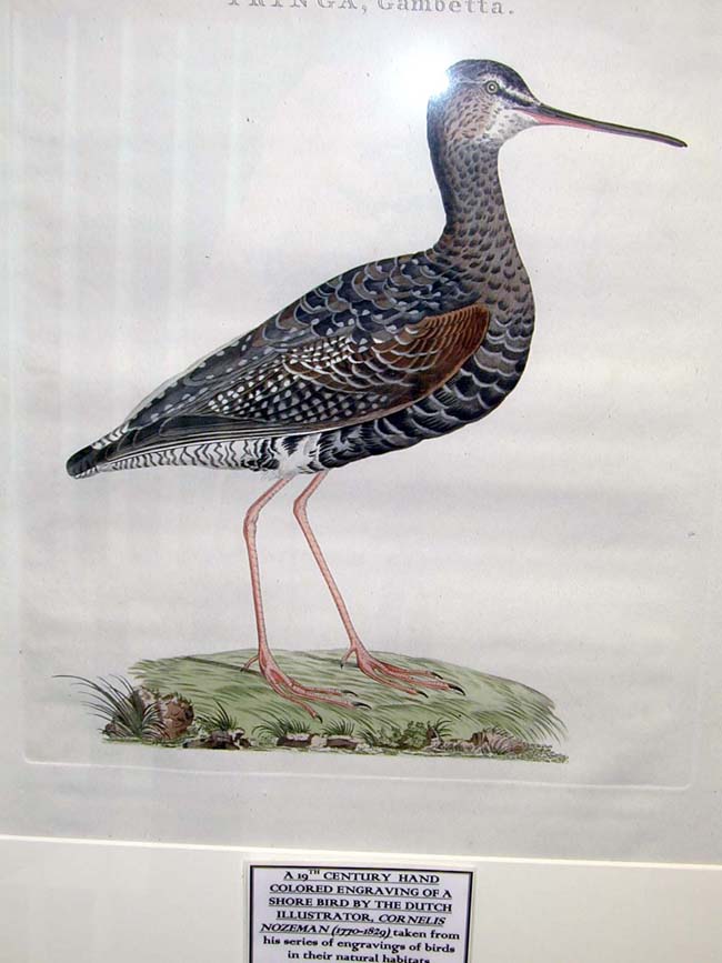 19th Century Engraving of a Shore Bird by C. Nozeman in a Custom Made Shellwork Frame — image 2