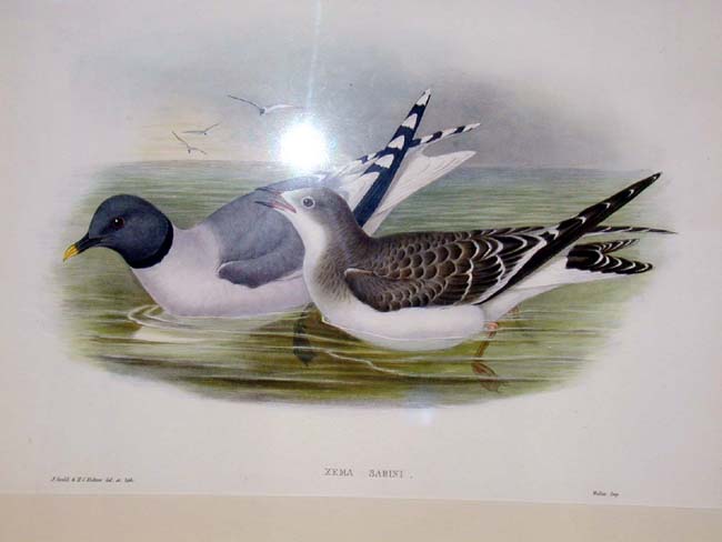 Hand Colored Antique Lithograph of Shore Birds by Gould and Richter in a Spectacular Shellwork Frame — image 2