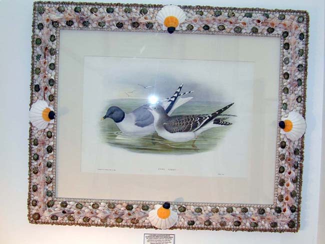 Hand Colored Antique Lithograph of Shore Birds by Gould and Richter in a Spectacular Shellwork Frame